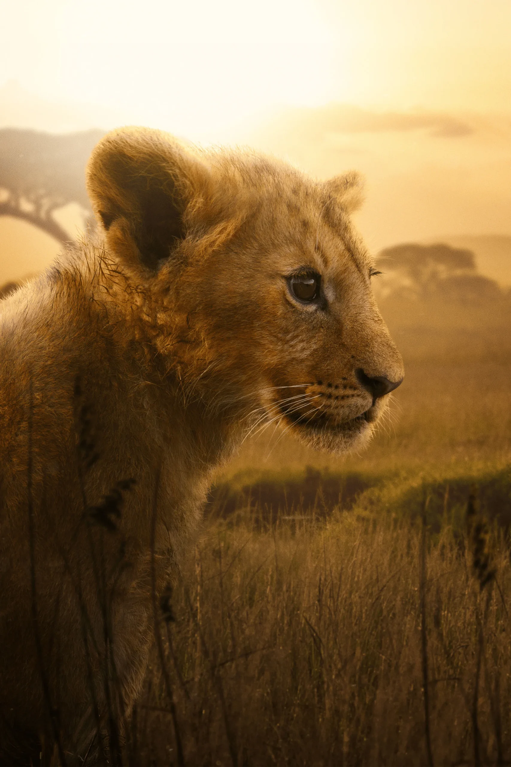 شیر (Lion)